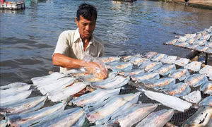 10 năm thực hiện Chiến lược biển Việt Nam - Bài 2: Khôi phục nguồn lợi thủy sản biển