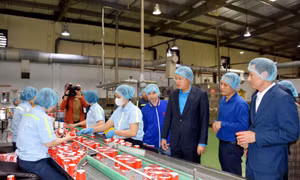Công nhân, lao động cơ bản đã trở lại làm việc sau Tết