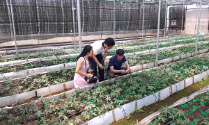 Phòng trừ nấm bệnh gây hại trên cây sâm Ngọc Linh