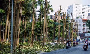  Di chuyển 96 gốc hoa sữa lên khu bãi rác Nam Sơn