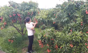 Phát động chương trình du lịch ‘Hương sắc mùa hè Lục Ngạn’ 2022