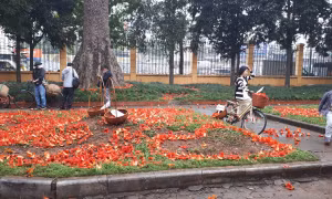 Chương trình du lịch ‘Bác Cổ - Mùa hoa gạo’ giúp du khách trải nghiệm văn hóa làng trong phố