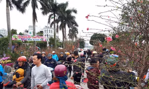 Đào, quất tràn phố, rực rỡ sắc xuân