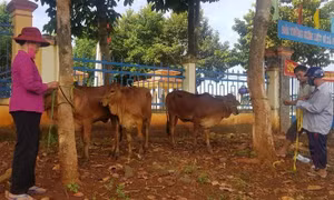 Giảm nghèo đa chiều để phát triển bền vững - Bài 2: Xóa tư tưởng trông chờ, ỷ lại
