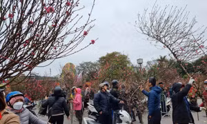Đã thành thông lệ gần 10 năm nay, vỉa hè 2 bên tuyến đường Lạc Long Quân (Tây Hồ, Hà Nội) đoạn từ ngã ba Trích Sài đến nút giao với đường Âu Cơ trở thành chợ hoa, cây cảnh dịp Tết Nguyên đán.