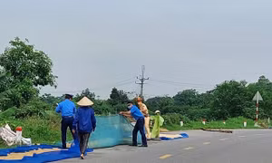 Kiểm tra, xử lý tình trạng phơi thóc trên đường bộ tại Hà Nội gây mất an toàn giao thông
