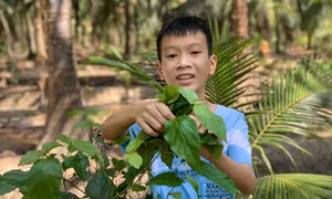 Học sinh Việt Nam giành giải Ba quốc tế cuộc thi viết thư UPU