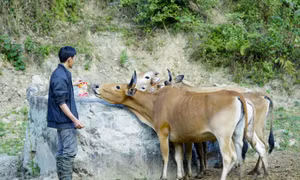 Đẩy nhanh chuyển đổi phương thức hỗ trợ hộ nghèo từ cho không sang có điều kiện