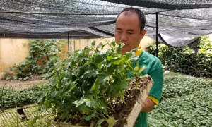 Hành trình gian nan đưa cà gai leo đạt chuẩn OCOP 4 sao của người kỹ sư trẻ