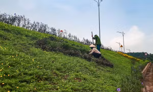 Hà Nội: Xã nông thôn mới kiểu mẫu phải hoàn thành mô hình nông thôn thông minh