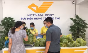 Hàng chục tấn rau củ tiếp tục đến với người dân TP Hồ Chí Minh qua Bưu điện