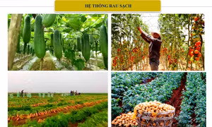 Hà Nội xây dựng chuỗi cung ứng nông sản qua mạng