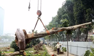Hà Nội chặt hạ, dịch chuyển gần 500 cây xanh để mở rộng đường Láng
