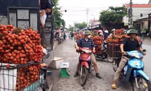 Biến vùng vải Lục Ngạn, Bắc Giang thành điểm du lịch miệt vườn hấp dẫn