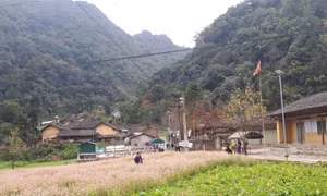 Mùa hoa tam giác mạch - nét độc đáo trên cao nguyên đá
