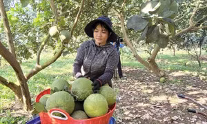 Thanh long, bưởi tại Bà Rịa - Vũng Tàu rớt giá mạnh