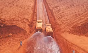 Đồng Nai: Nông dân ở Long Thành mất mùa vì bụi đỏ