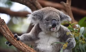 Australia phát hiện loài gấu túi thời tiền sử