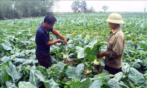 Vựa rau màu Hồng Thủy vào vụ Tết