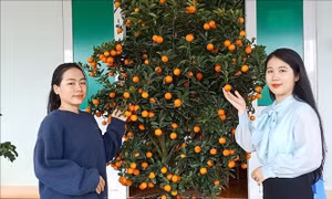 Những 'bóng hồng' viết đơn tình nguyện tham gia quân ngũ