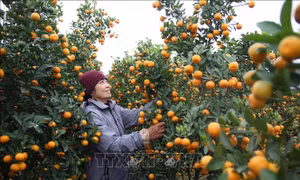 Vùng hoa lớn nhất Quảng Ninh đa dạng sản phẩm phục vụ Tết