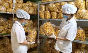 Cây 'vàng' của người dân vùng cao Ba Chẽ