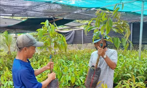 Nhà nông Bình Phước 'săn' cây giống sầu riêng