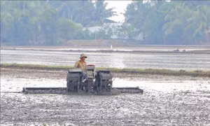 Nền tảng thực hiện Đề án 1 triệu ha lúa chất lượng cao
