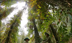 Giữ an toàn cho những cánh rừng