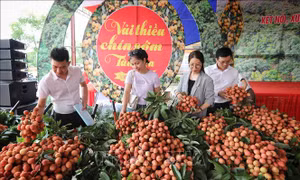 Bắc Giang: Tìm đối tác, kết nối tiêu thụ vải thiều chín sớm