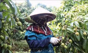 Vải thiều sớm Tân Yên sẵn sàng xuất khẩu