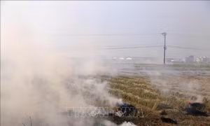 Bạc Liêu: Cảnh báo nguy cơ cháy, nổ khi người dân đốt rơm ngoài ruộng