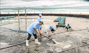 Khắc phục khó khăn, hợp sức đưa ngành tôm vượt khó