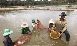 Tìm giải pháp phát triển bền vững ngành tôm