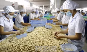 Nỗ lực giữ 'ngôi' đầu thế giới về xuất khẩu nhân điều 