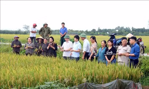 Trình diễn canh tác giống lúa mới kết hợp sử dụng phân bón hữu cơ