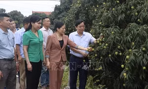 'Thủ phủ' vải lai chín sớm chuẩn bị vào mùa