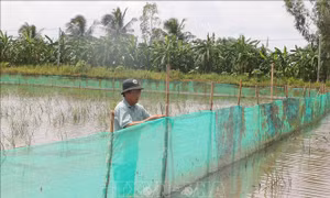 Tăng thu nhập từ mô hình sinh kế mùa nước nổi