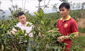Tín dụng chính sách 'Bà đỡ' cho hộ nghèo, khó khăn ở vùng biên giới Sốp Cộp
