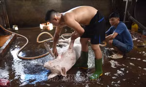 Đồng Nai vẫn còn 150 cơ sở giết mổ trái phép hoạt động