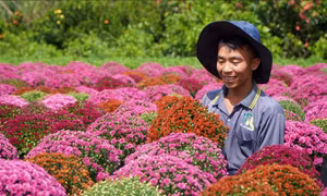 Đồng Tháp trồng hơn 100 ha giống hoa hồng phục vụ Festival hoa và Tết