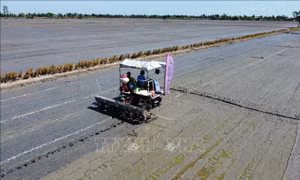 Đồng Tháp có hơn 1.200 mã vùng trồng