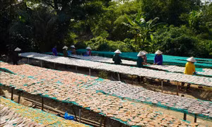Làng cá khô Phú Thọ tăng công suất vụ Tết