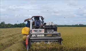 Rầy phấn trắng gây hại 7.700 ha lúa Hè Thu ở Đồng Tháp