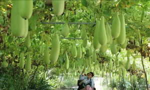 Hướng tới du lịch và đầu tư xanh