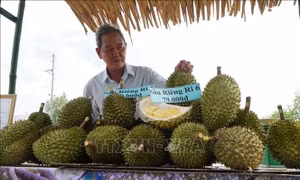 Mã số vùng trồng tạo đòn bẩy cho trái cây xuất khẩu