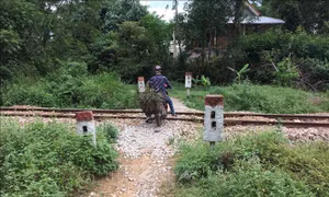Chuẩn bị sửa chữa 184 đường ngang qua đường sắt