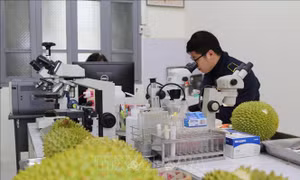 Lạng Sơn: Kiểm dịch chặt chẽ nông sản xuất nhập khẩu