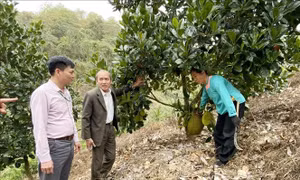 Tín dụng ưu đãi giúp đồng bào vùng biên thoát nghèo