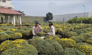 Nhân rộng giống hoa nuôi cấy mô